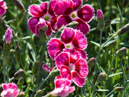 Dianthus Flutterburst (2)
