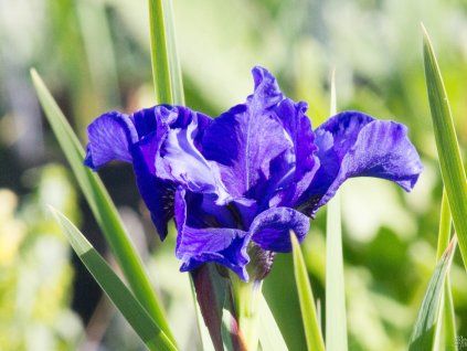Iris Blue Moon (2)