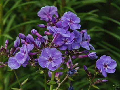 Phlox paniculata 'Sweet Summer Ocean'