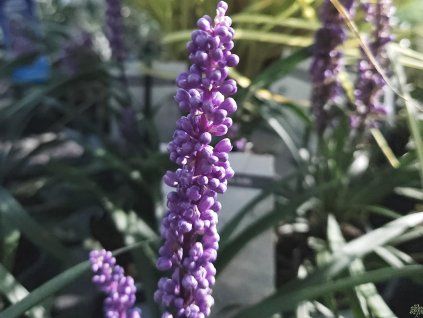 Liriope Ingwersen (1)