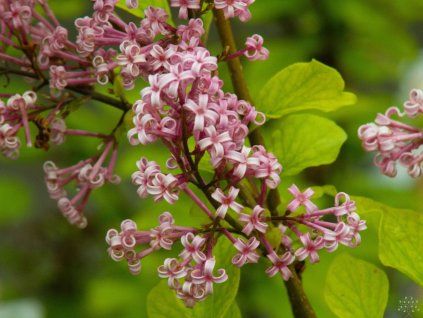 Syringa Kojubella (4)