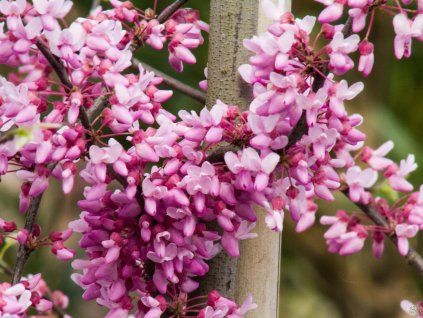 Cercis Alley Cat (4)