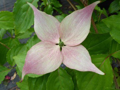 102059 1 drin japonsky dwarf pink select