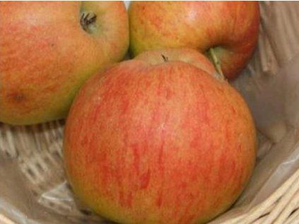 102347 1 jablon jonica