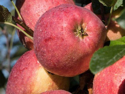 102359 1 jablon remo