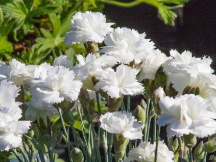 Dianthus plumarius 'Haytor White '