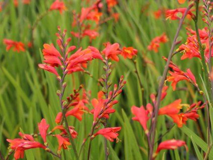 crocosmia fire king 1