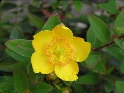 131854 trezalka peter dummer