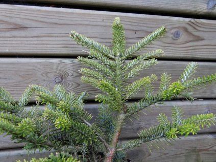 134307 jedle korejska kosmos