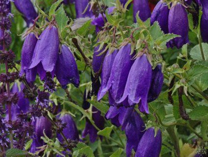 Campanula hybrid 'Sarastro'