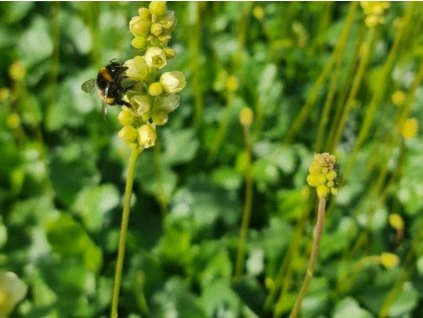 134541 dluzicha schneewittchen heuchera schneewittchen