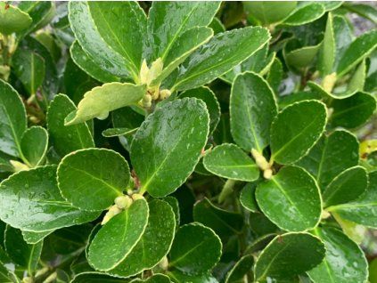 euonymus