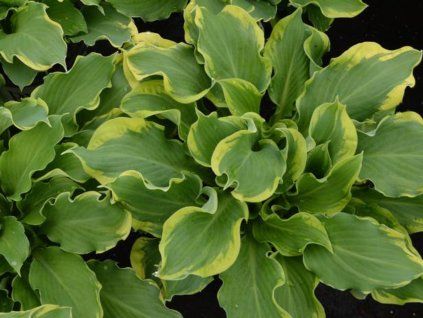 134640 1 134640 1 bohyska shadowland wheee hosta shadowland wheee