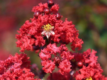 134892 lagerstroemie rossa