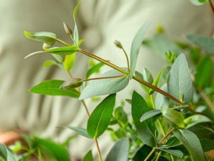 oliva