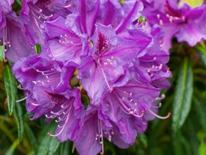 purple