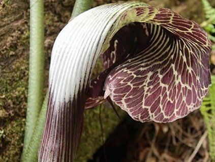 135075 litostka arisaema griffithii