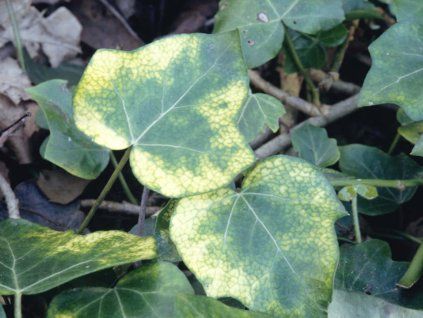 Břečťan popínavý 'Angularis Aurea' - Hedera helix 'Angularis Aurea' (Balení kontejner C2)