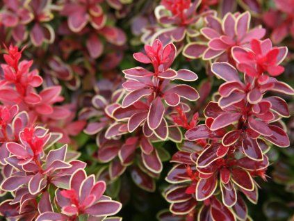 Berberis Admiration foliage 9 5 2013 8 47 052