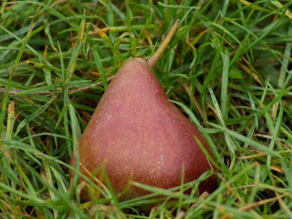 40998 1 hrusen dicolor