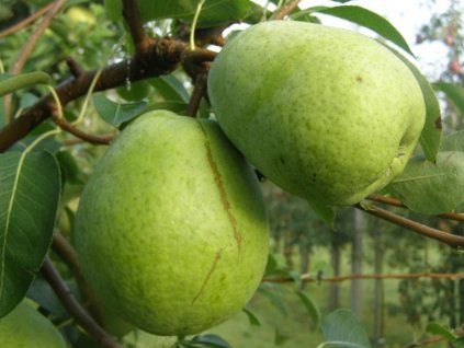 41103 hrusen lucasova