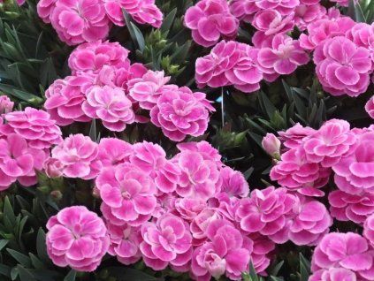 Nelke 'Dinetta Pink'