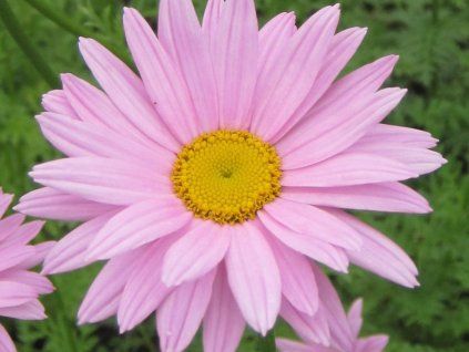 Chrysanthemum indicum 'Clara Curtis