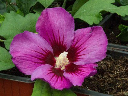 Hibiscus Russian Violet