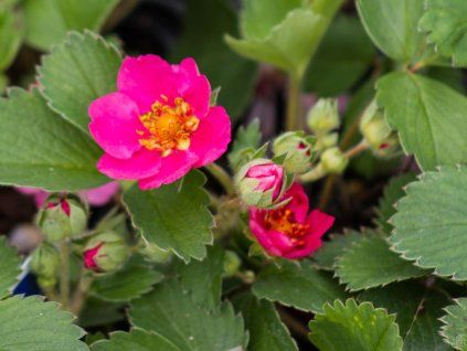 Fragaria Lippenstift