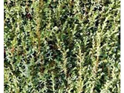 43842 1 Wacholder 'Arnold'