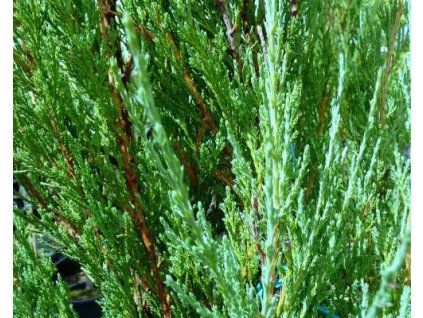 43977 1 Wacholder Juniperus horizontalis Blue Arrow