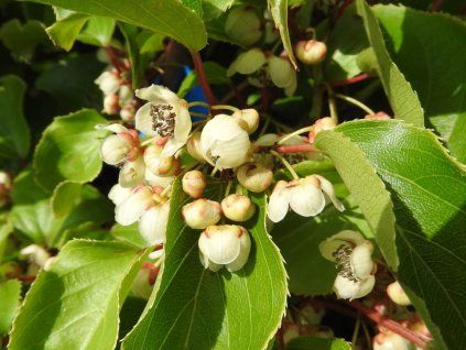 45639 kiwi weiki samec