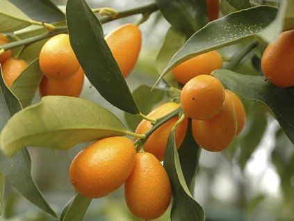 Kumquat