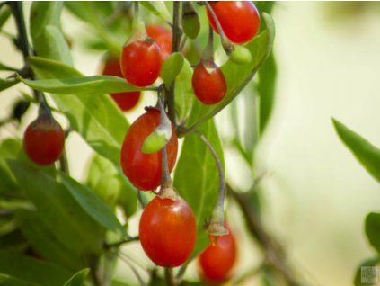 47283 1 kustovnice new big