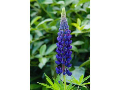 Lupinus Gallery Blau (1)