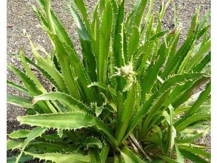 50175 1 Maca agavifolium c5