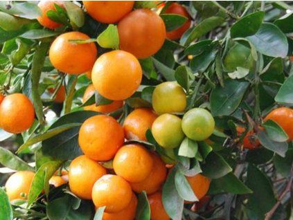 Calamondin