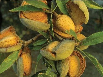 50751 mandlon marcona