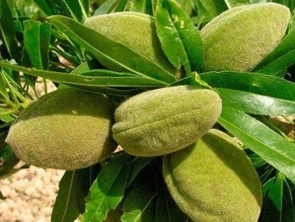 50757 mandlon robijn