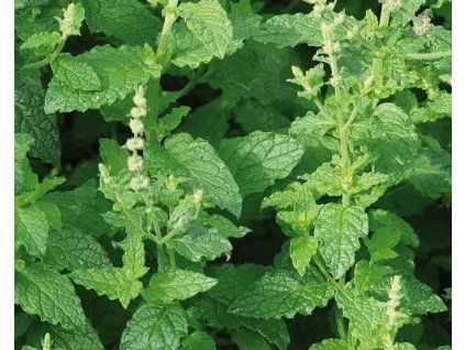 50847 1 Erdbeer-Minze