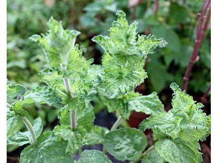 50850 1 lockiges Haar