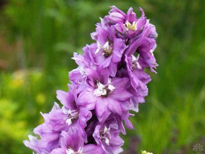 Delphinium 'Magic Fountains Deep Rose White Bee' (2)