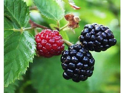 54453 1 Arapaho-Brombeere