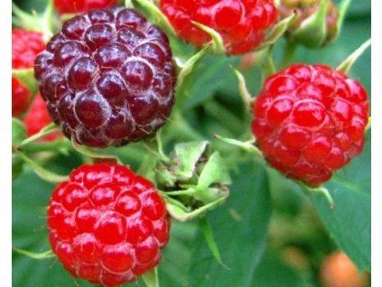 54474 1 Brombeere dreifarbig