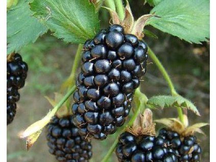 54486 1 Brombeerbirke