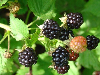 54501 1 ostruzinik gazda