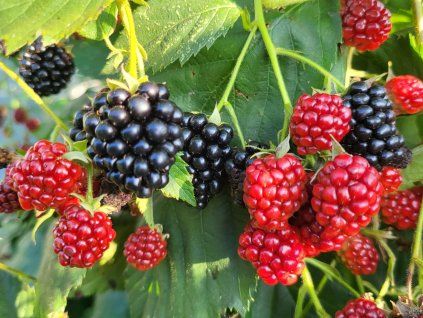 Brombeere 'Navaho' (Container P9)