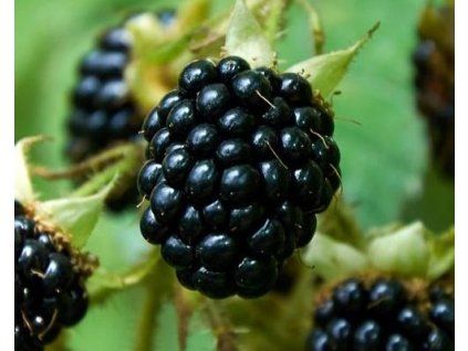 54531 1 Reuben-Bramble