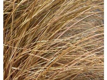 54561 1 scharfe bronzene Peitsche von