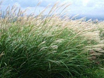 dekorative Schachtel ��nsk�